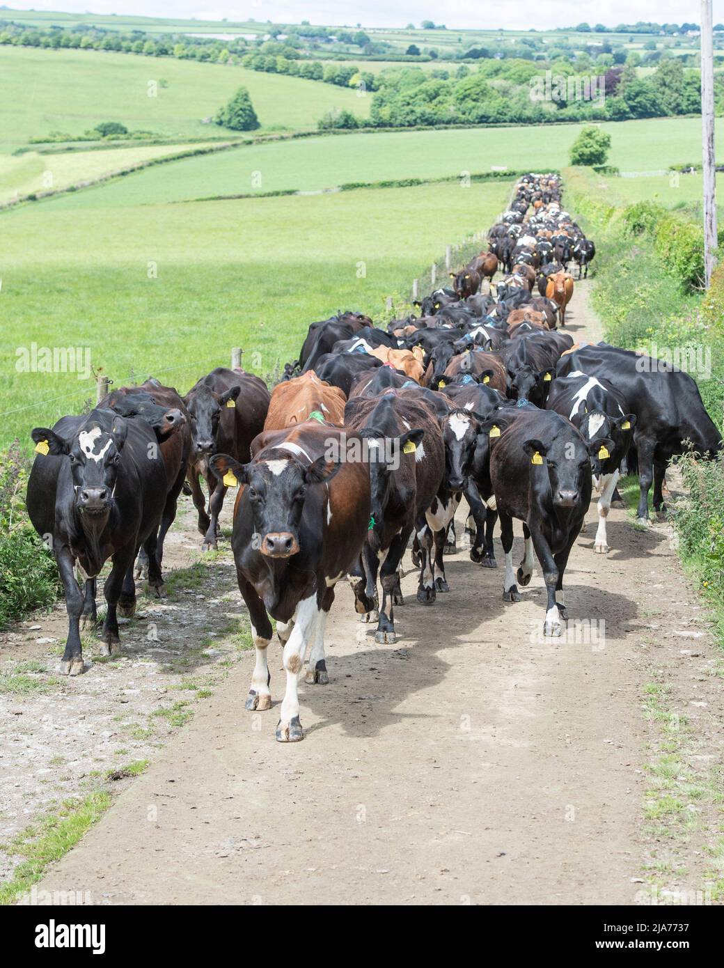 milking cows coming in for milking Stock Photo