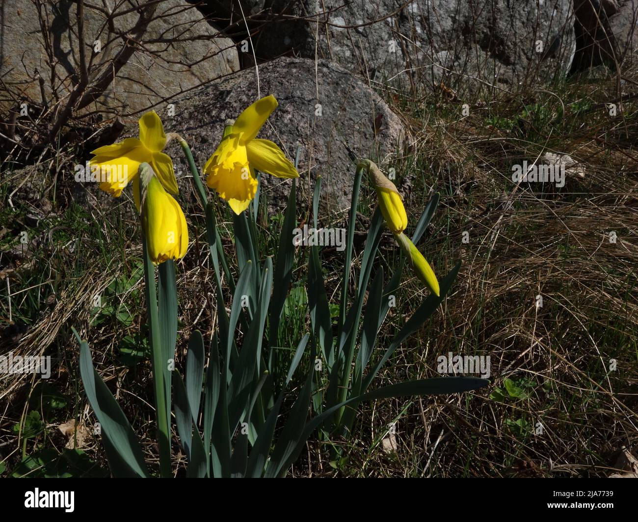 Along the stone fence, the daffodils are in bloom. Stock Photo