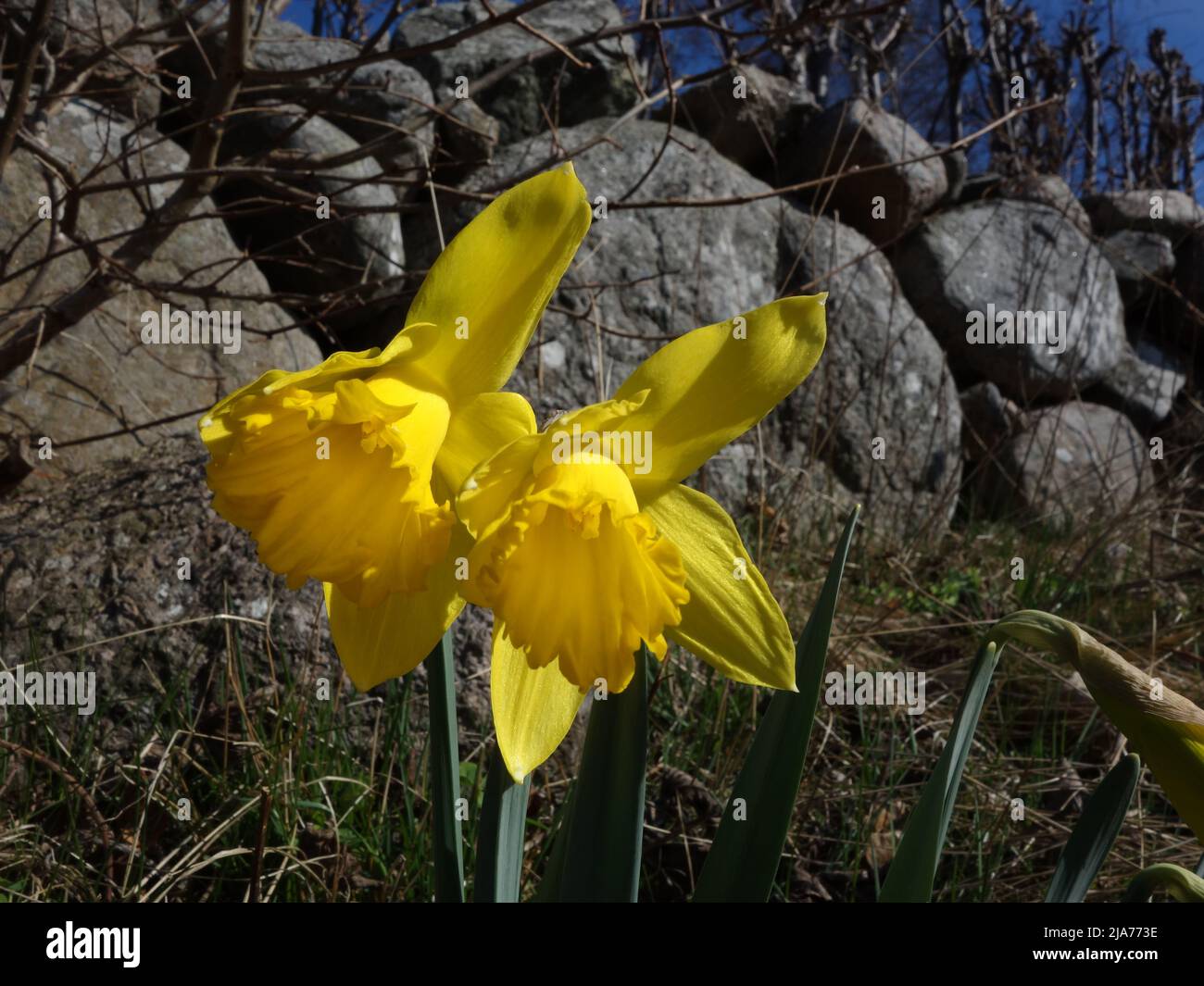 Along the stone fence, the daffodils are in bloom. Stock Photo