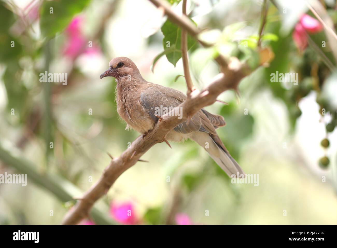 Palm dove or laughing dove, Spilopelia Senegalensis, in a date palm tree,  Saar, Kingdom of Bahrain Stock Photo