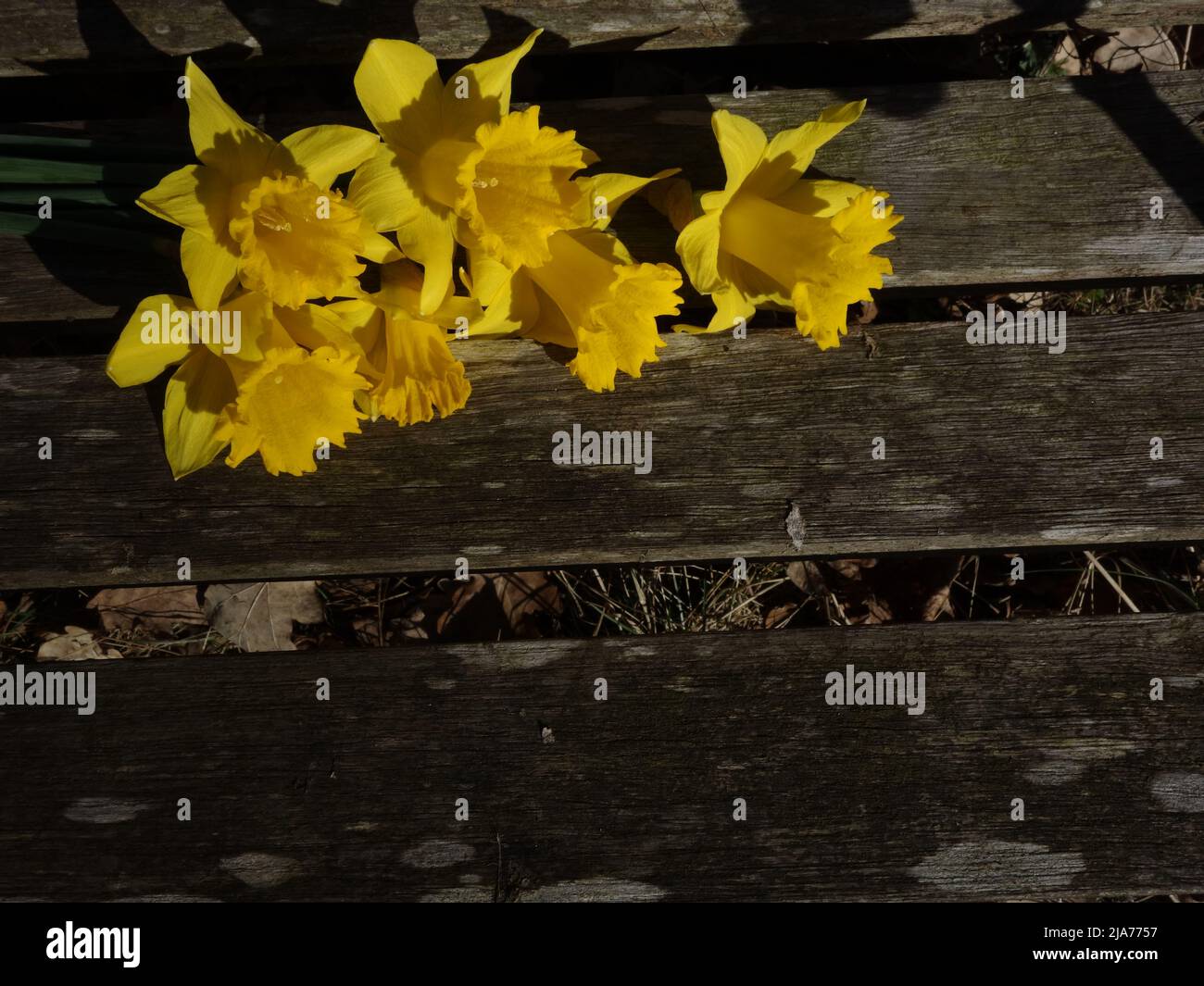 Daffodils laid on a bench, background for cards, signs, scrapbook or own ideas. Stock Photo