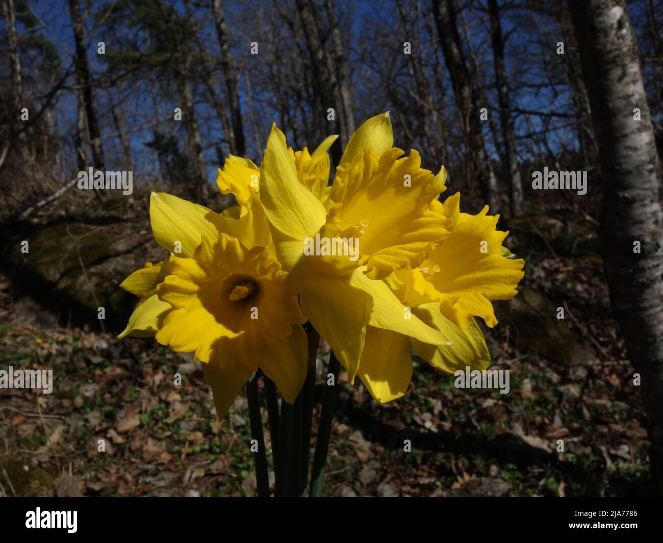 Wild daffodils in the forest. Stock Photo