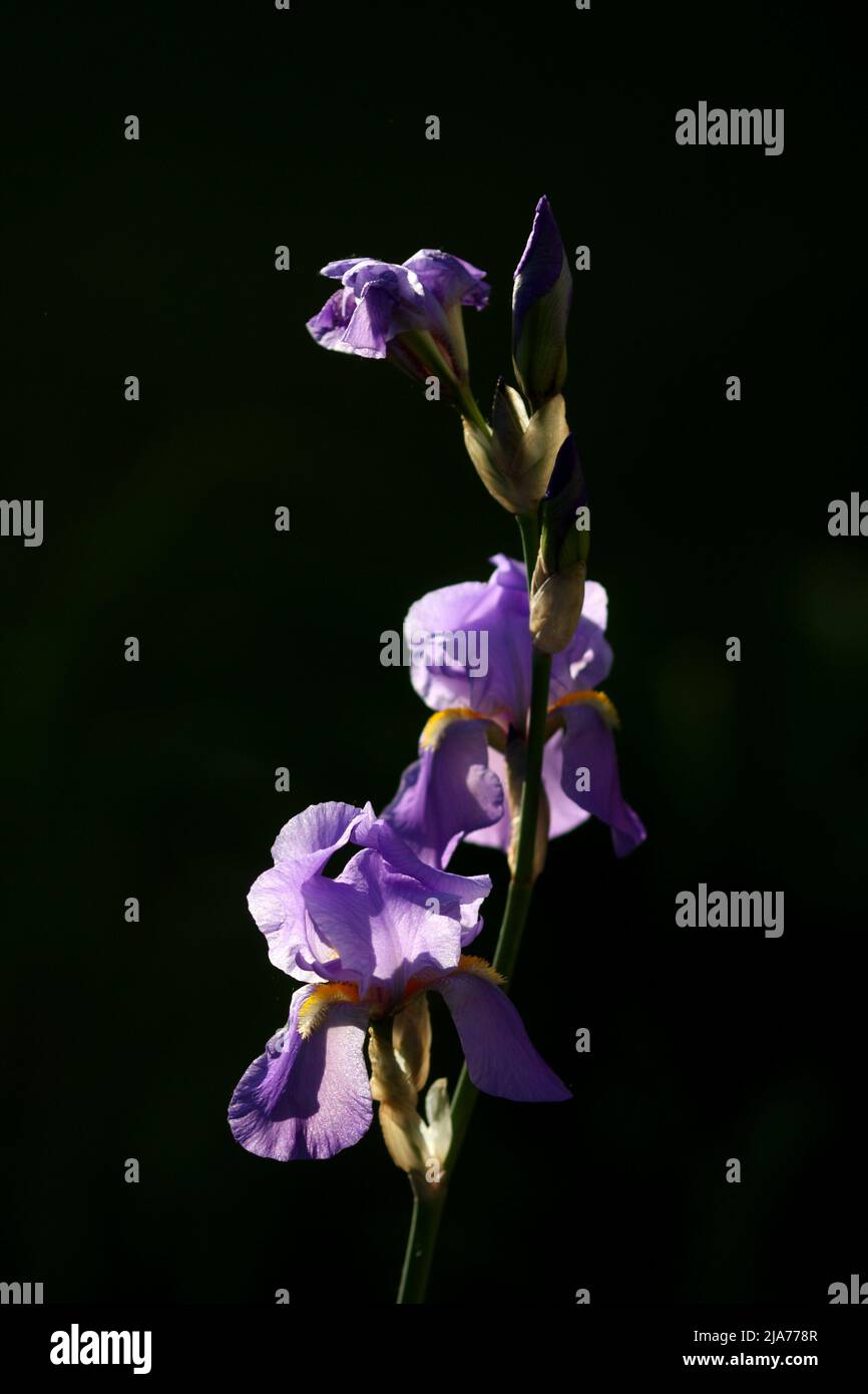 Purple German bearded iris, iris germanica, in a garden, Szigethalom