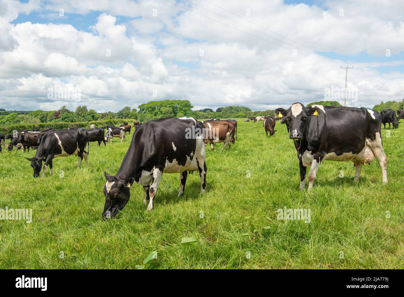 Herd of Friesian cows grazing in a field Stock Photo