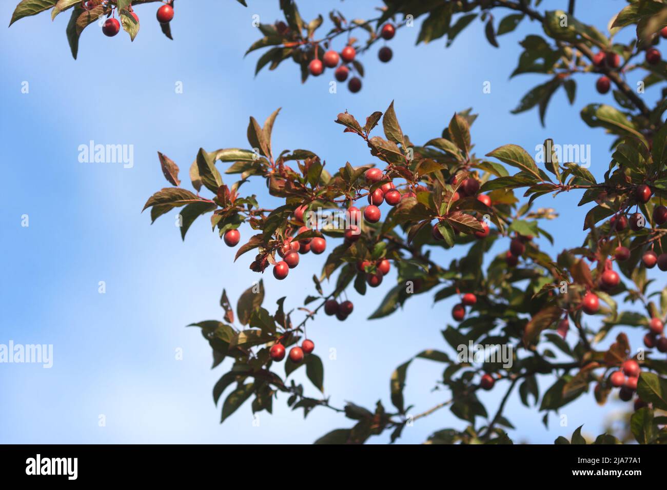 Cherry plum tree, prunus cerasifera, growing in a garden, Szigethalom, Hungary Stock Photo