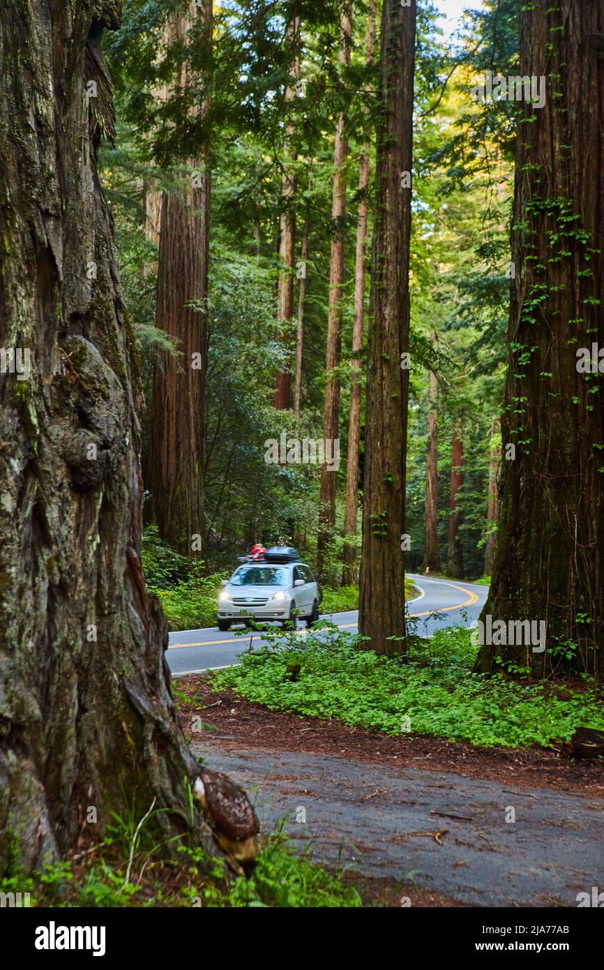Car Driving Down Road Surrounded By Giant Redwood Trees Stock Photo Alamy