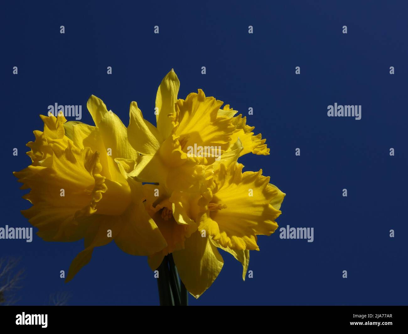 Daffodils with the blue sky behind. Stock Photo
