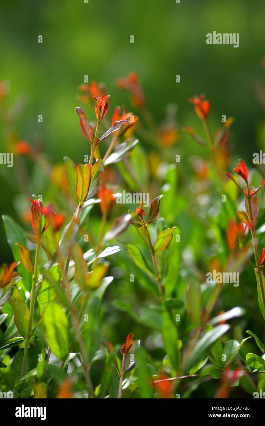 New red shoots on an ornamental dwarf pomegranate tree, punica granatum, in a garden, Szigethalom, Hungary Stock Photo