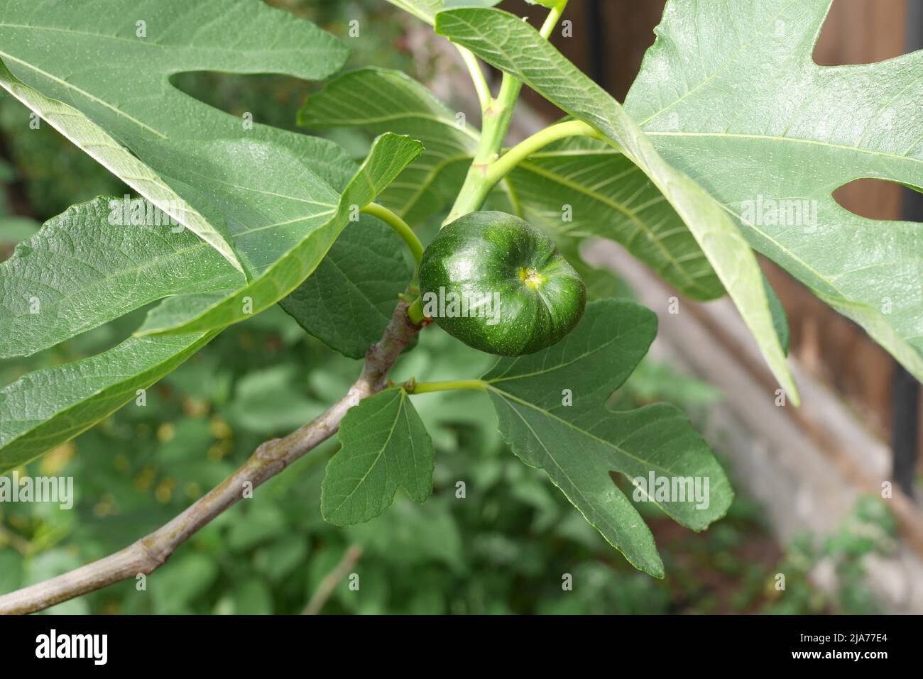 Fig on a fig tree, Szigethalom, Hungary Stock Photo