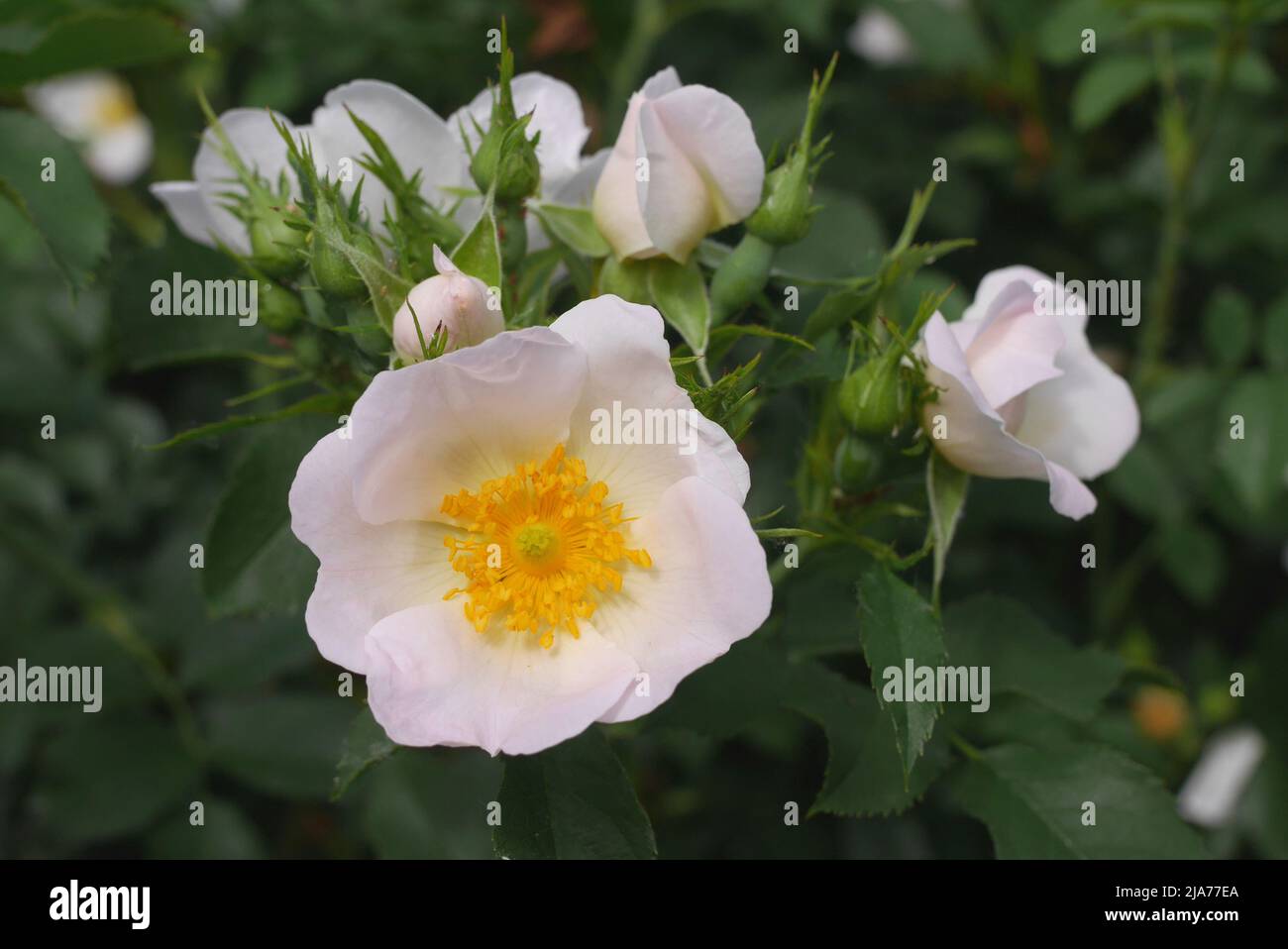 Dog rose, Rosa cantina, growing in a garden, Szigethalom, Hungary Stock Photo