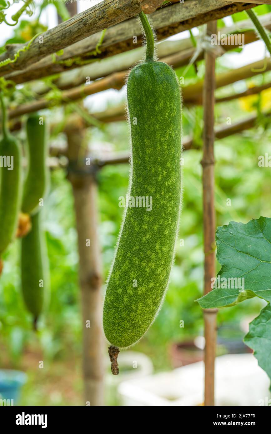 Extra long loofah hires stock photography and images Alamy