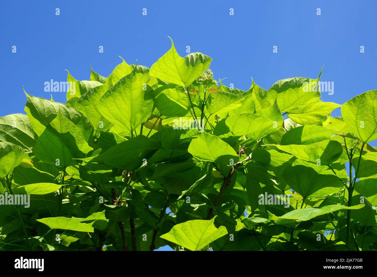 Catalpa or cigar tree leaves against a blue sky, Szigethalom, Hungary Stock Photo