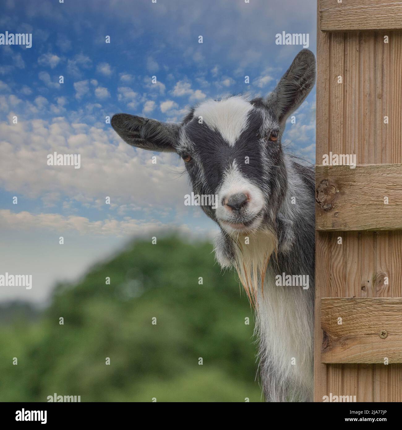 Goat head funny hi res stock photography and images Alamy