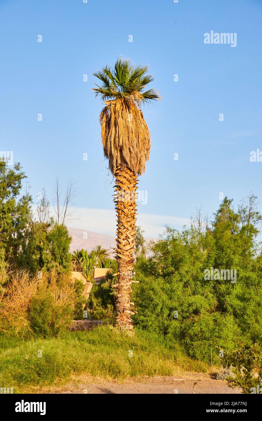 Detail of tall palm tree in desert with greenery Stock Photo