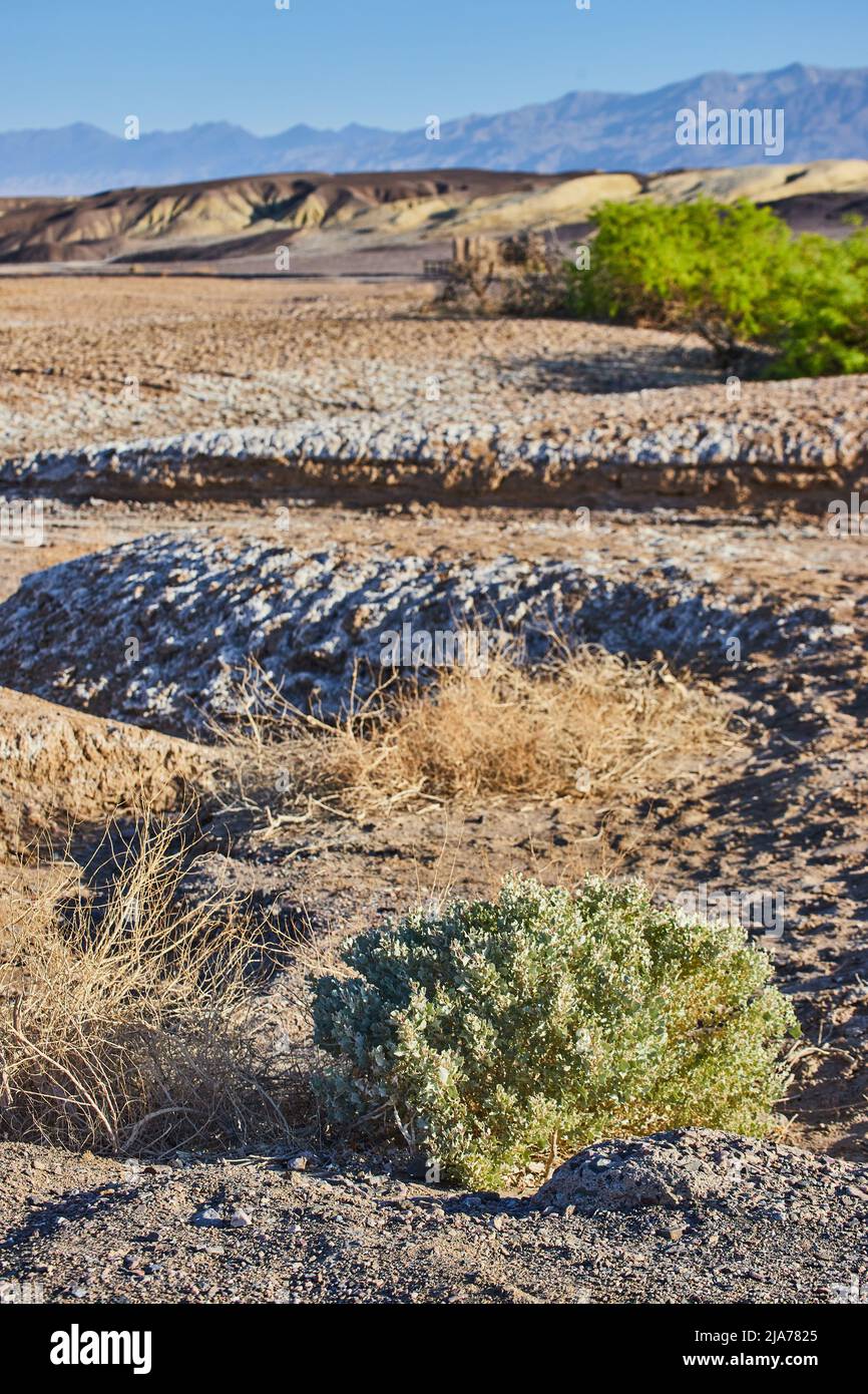 Green shrubs in desert plains with mountains in background Stock Photo