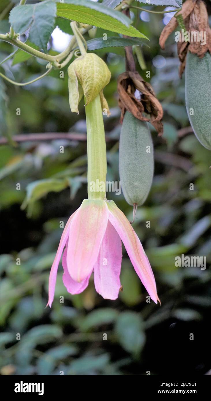 Beautiful flowers of Passiflora tripartita also known as banana