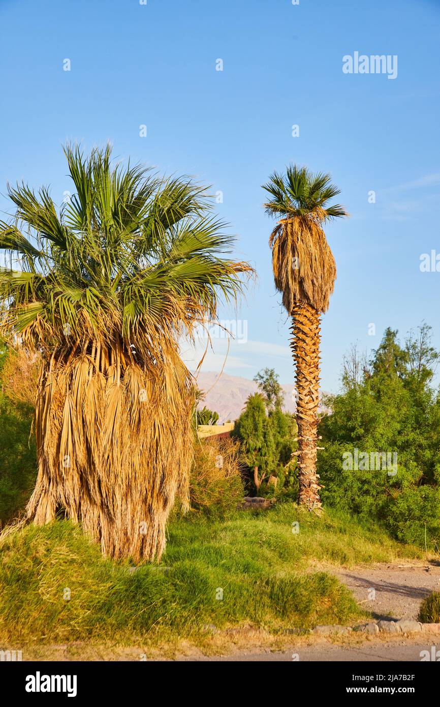 Desert palm trees in green field Stock Photo