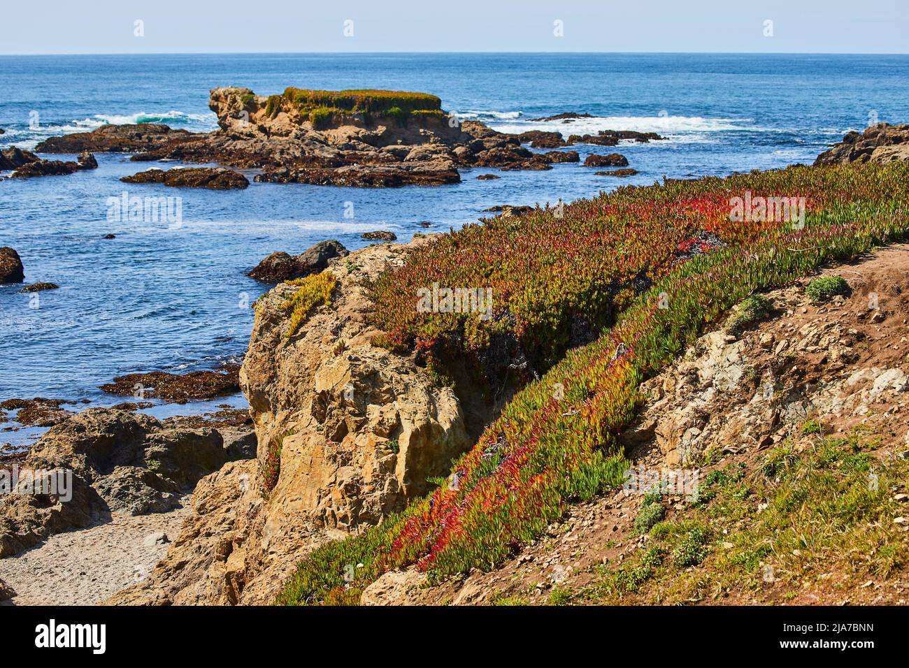 Beach with cliffs and vibrant spring purple and green plants Stock ...