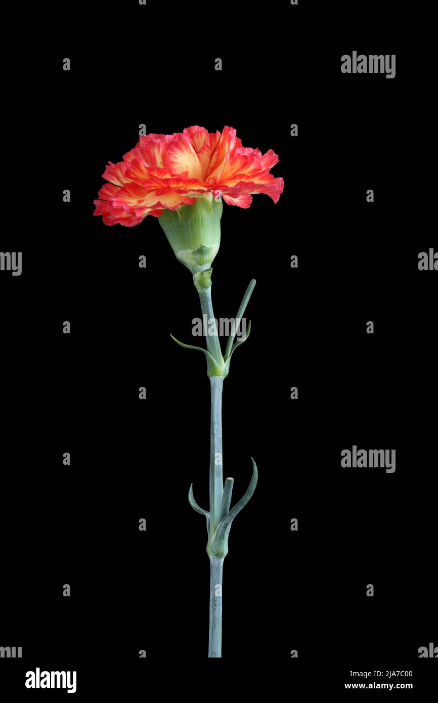 Yellow carnation with red edges of petals isolated on black background