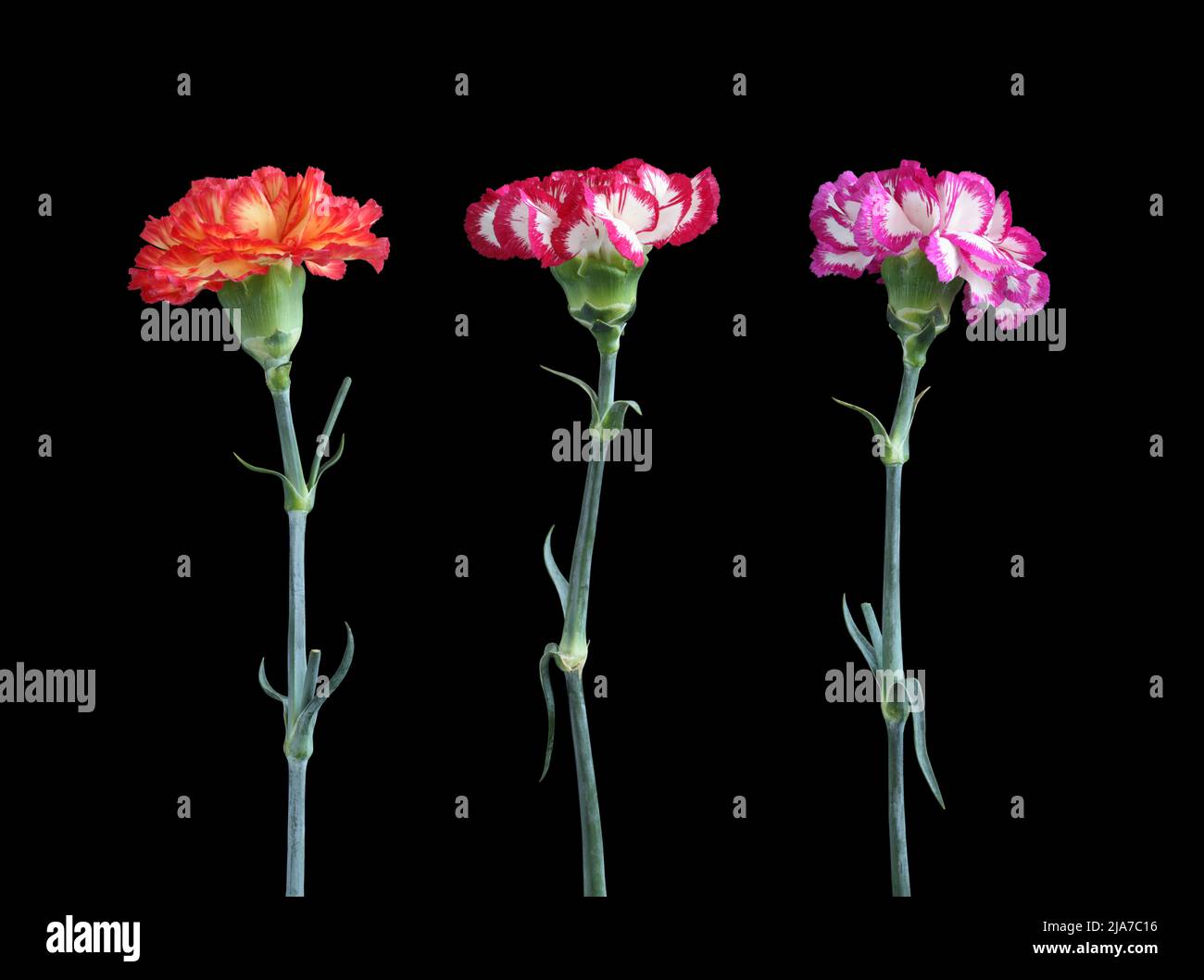 Carnations hires stock photography and images Alamy