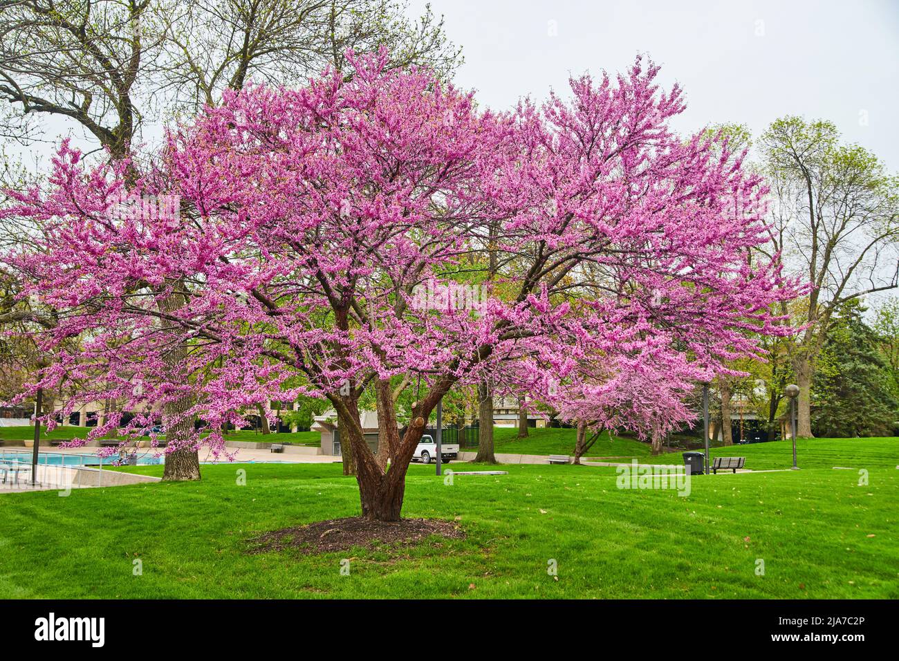 Large blossoming spring cherry tree in city park Stock Photo