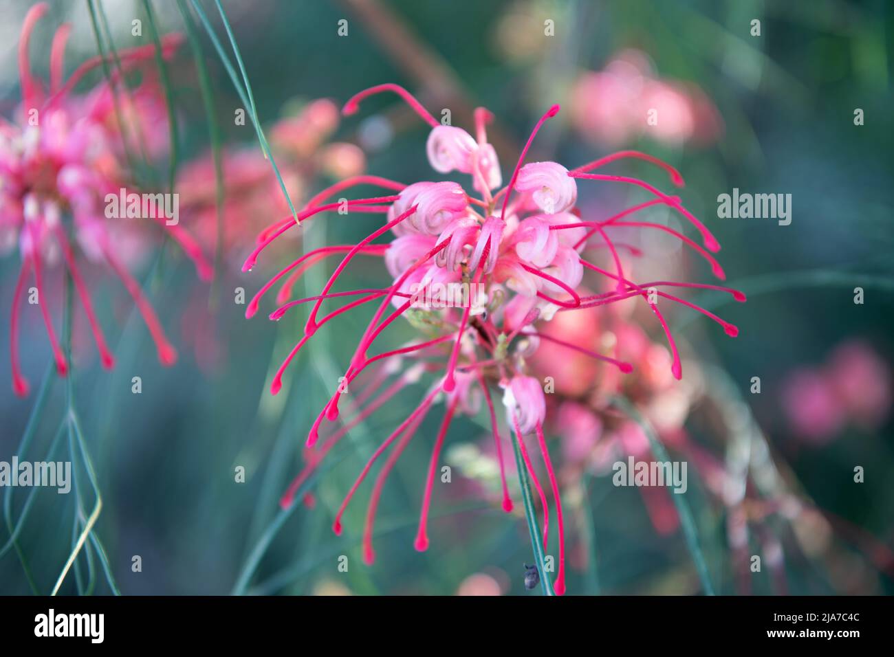 Spider lily lycoris radiata flowers blooming on blurred nature in spring Stock Photo