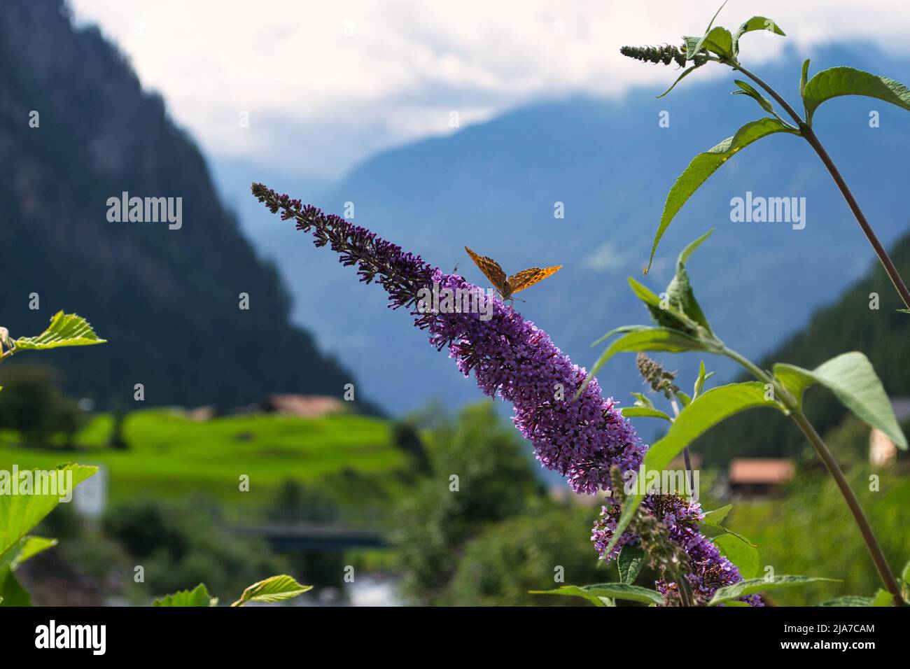 Orange Butterfly on a purple plant in the swiss Alps mountains during a warm summer day. Switzerland Stock Photo