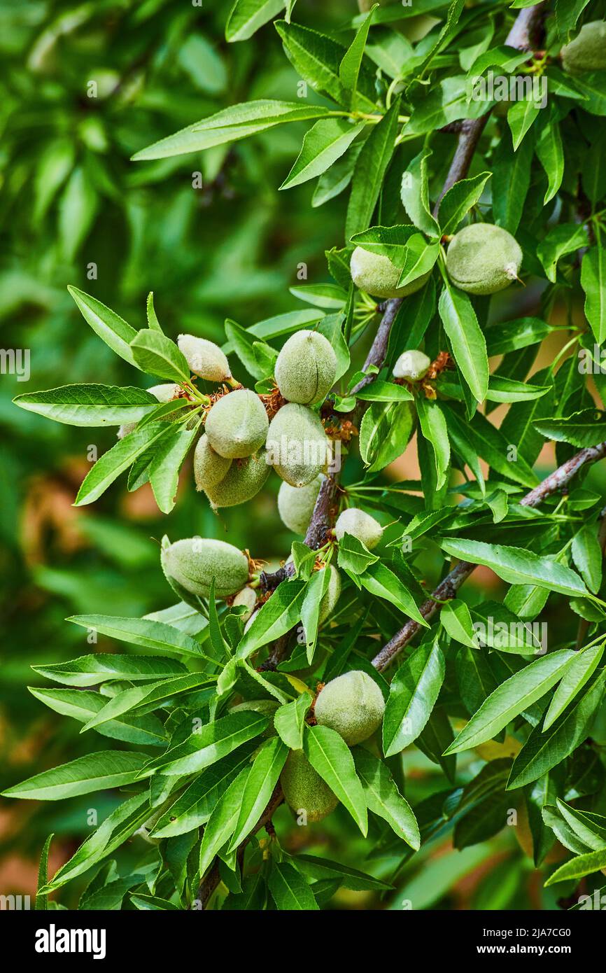 Farm with almond fruits growing on branch Stock Photo Alamy