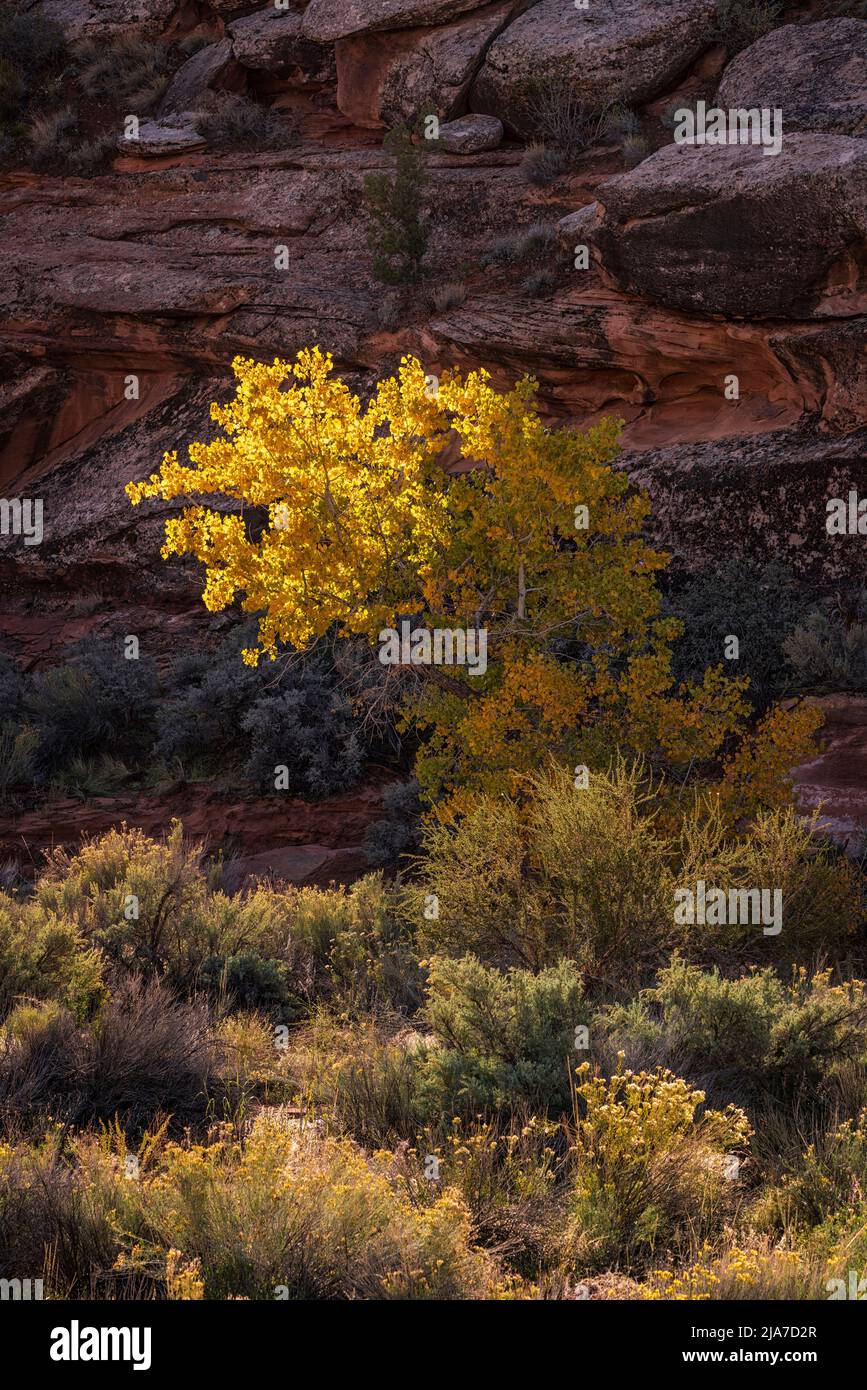 Yellow autumn cottonwood in Arches National Park Stock Photo