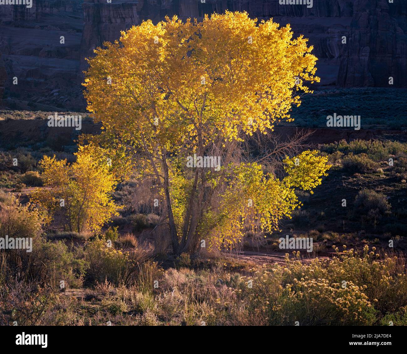 Yellow autumn cottonwood in Arches National Park Stock Photo