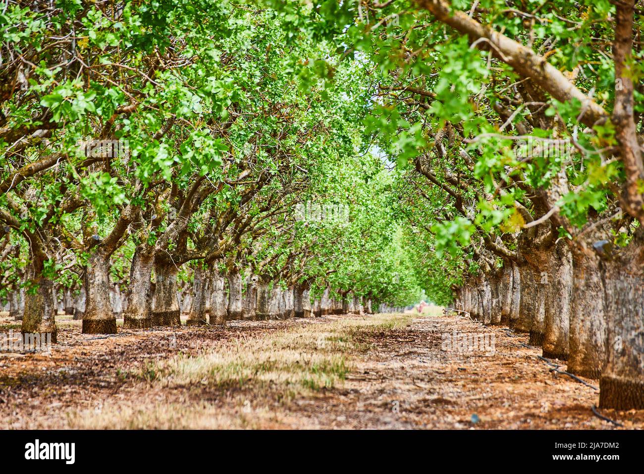 Almond tree farm hi-res stock photography and images - Alamy
