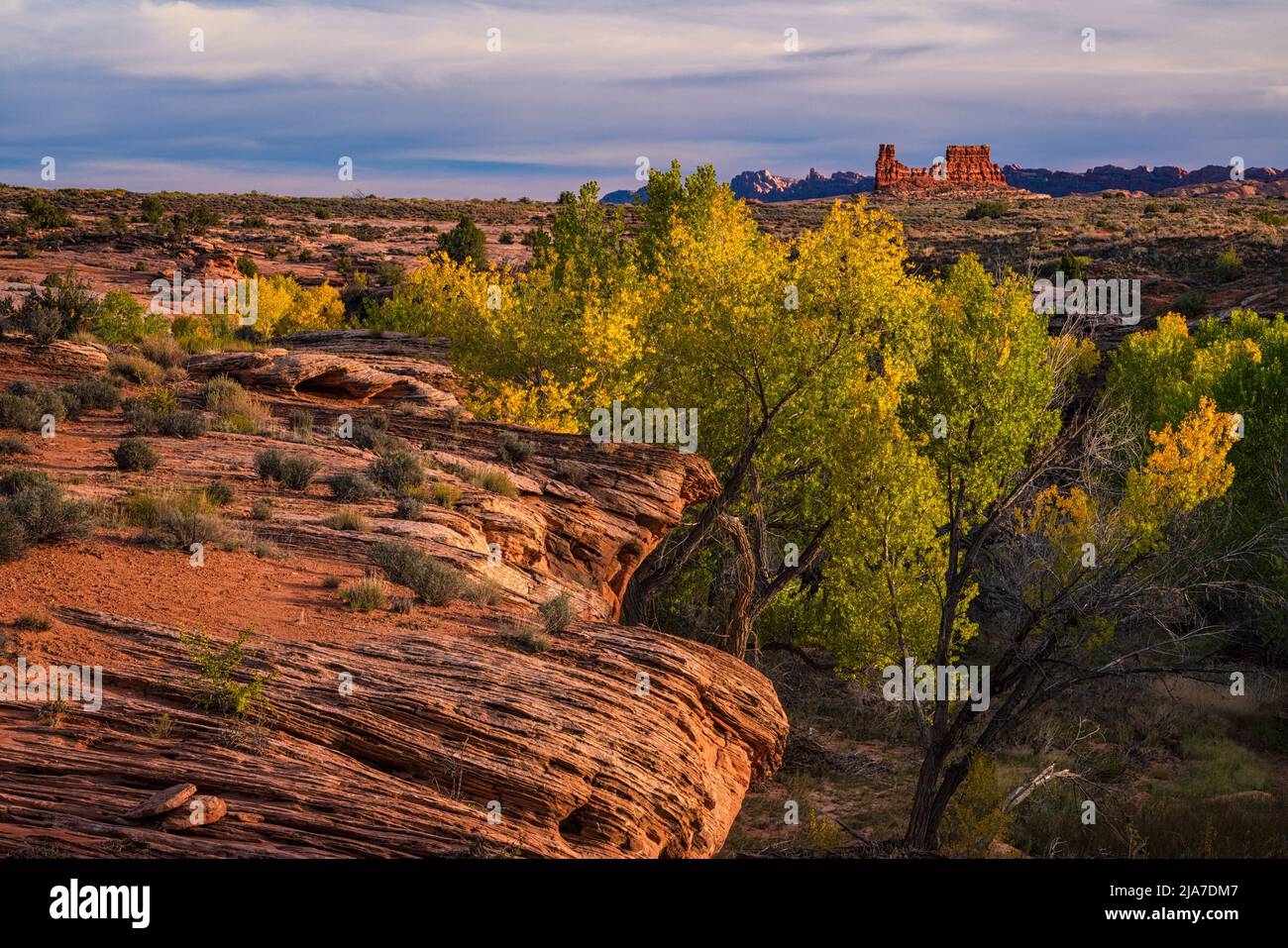 Autumn cottonwoods and red rocks of Arches National Park in Utah Stock Photo
