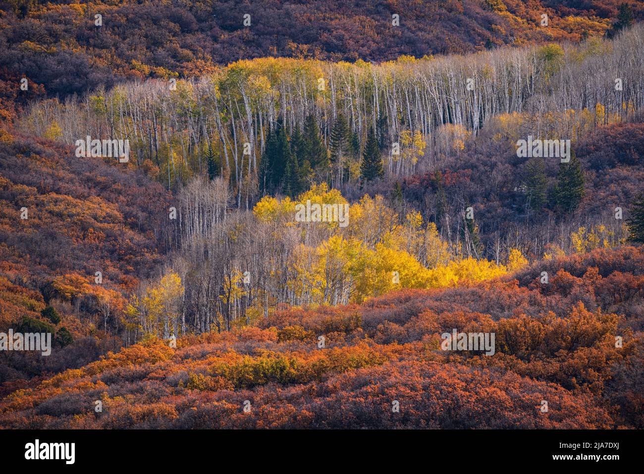 Autumn color in the La Sal Mountains of Utah Stock Photo