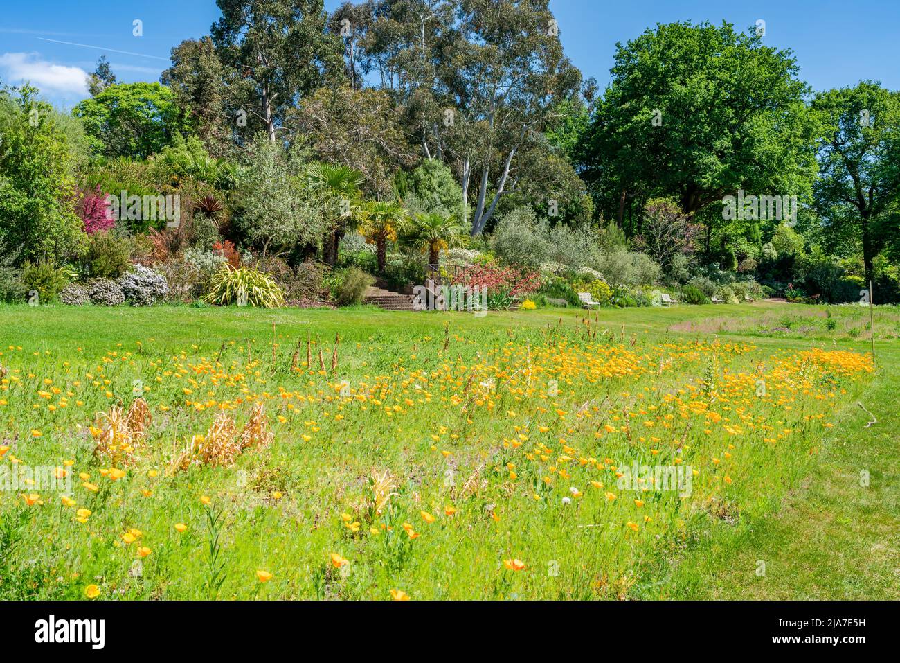 English garden in early summer with blooming flowers, Surrey, UK Stock ...