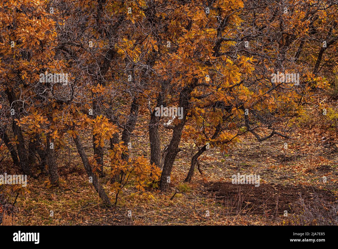 Autumn color in the La Sal Mountains of Utah Stock Photo