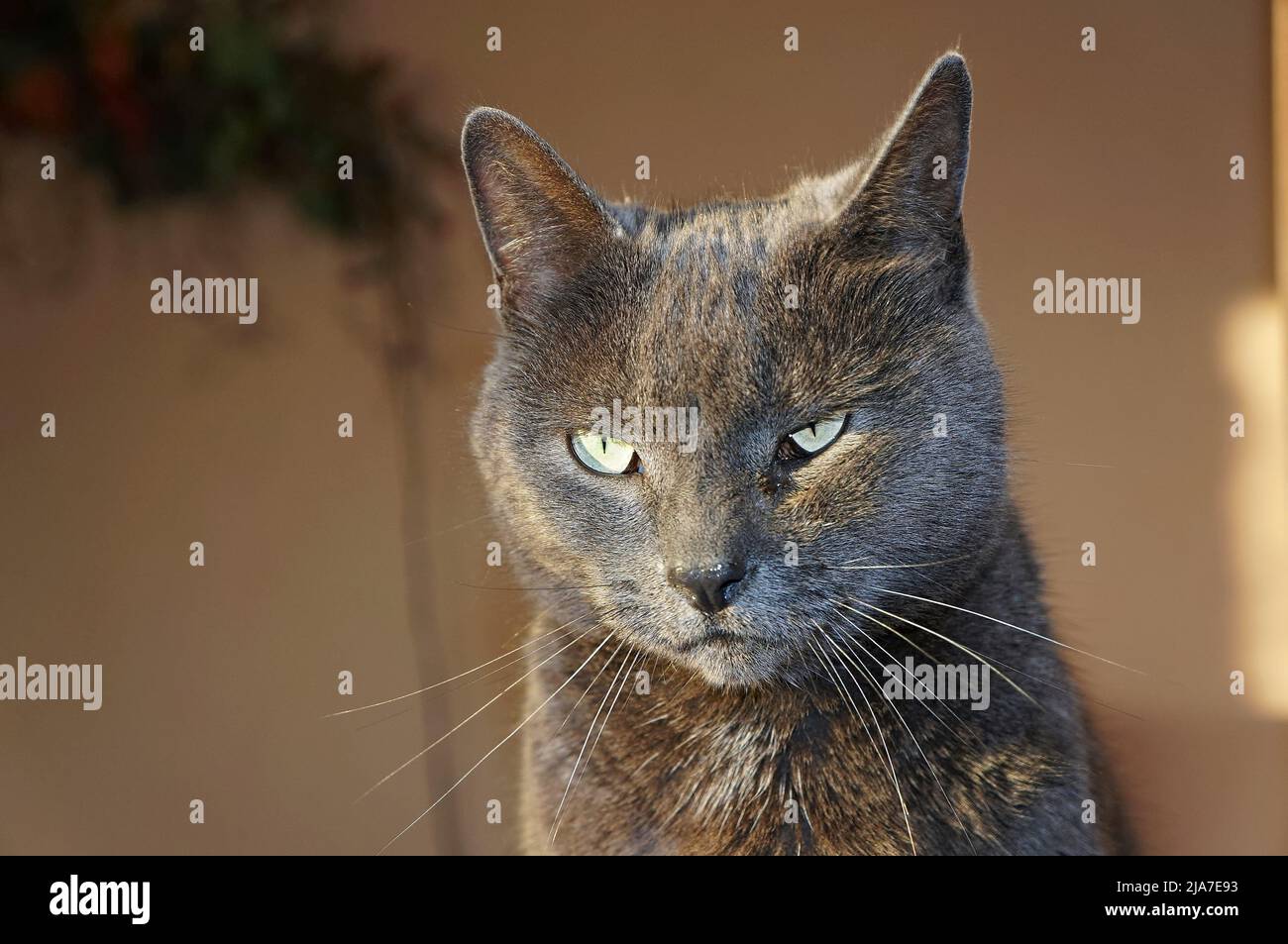 Beautiful grey tabby cat with discharge running from his eye Stock