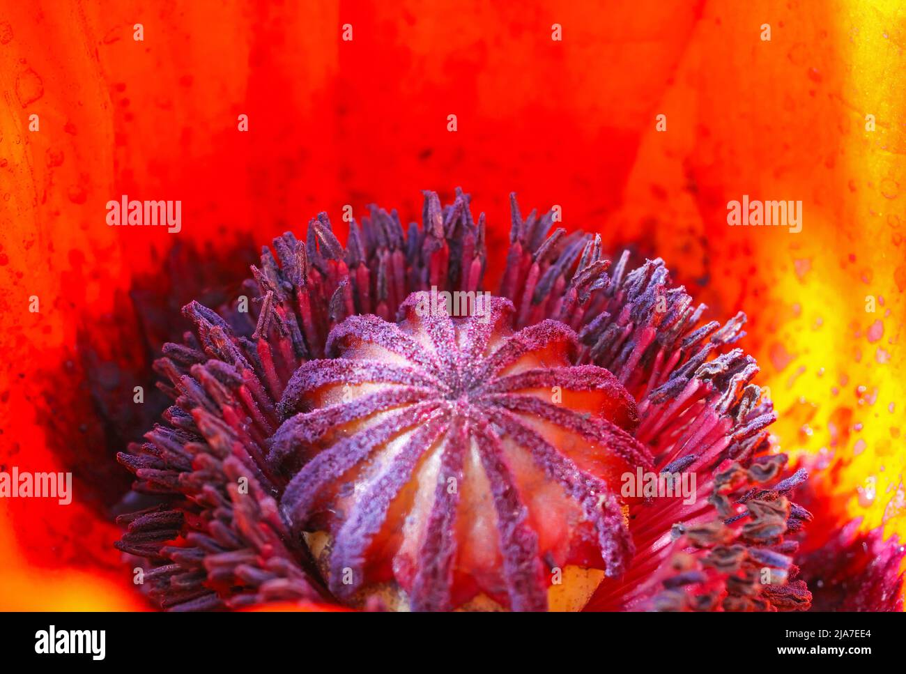 Macro closeup of isolated bright red oriental puppy blossom (papaver orientale), inside details of star-shaped purple pistil Stock Photo