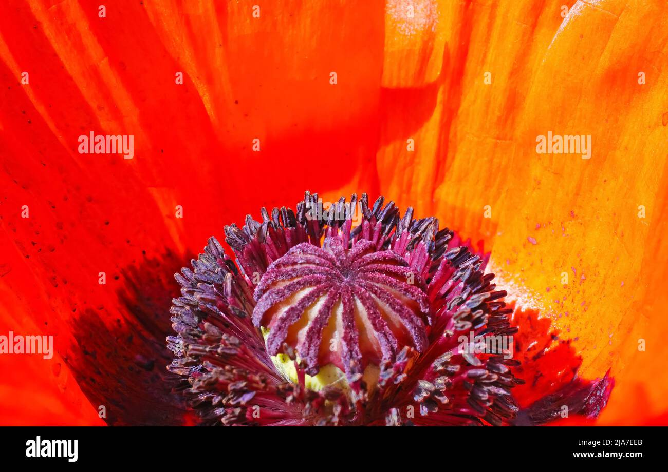 Macro closeup of isolated bright red oriental puppy blossom (papaver orientale), inside details of star-shaped purple pistil Stock Photo