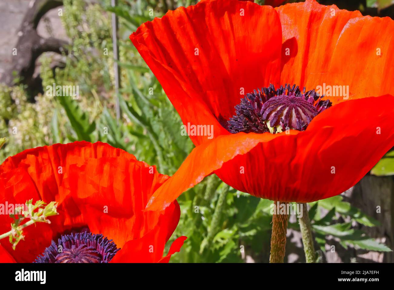 Closeup of 2 shiny bright red oriental poppies flowers (papaver orientale) in german garden Stock Photo