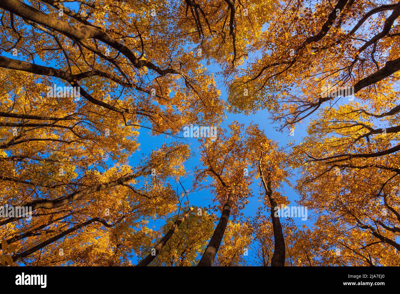 Autumn oaks and blue sky in Shenandoah National Park, Virginia Stock Photo