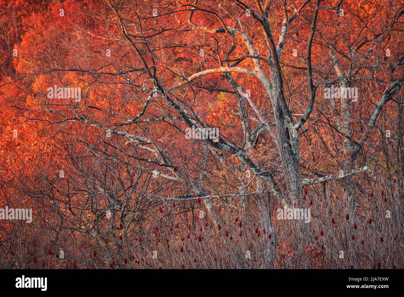 Autumn color at Jewell Hollow Overlook in Shenandoah National Park Stock Photo