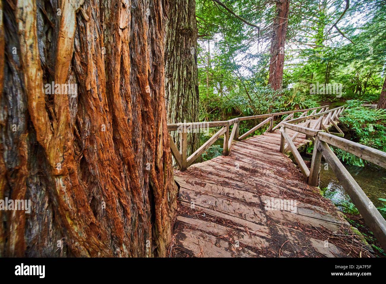 Bark detail of Redwood tree next to wood walking bridge over creek Stock Photo
