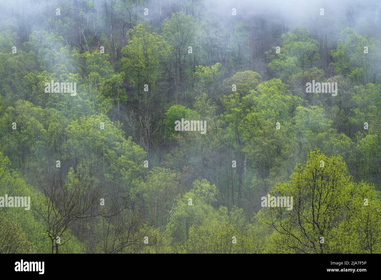 Spring foliage in mist in Great Smoky Mountain National Park, Tennessee Stock Photo