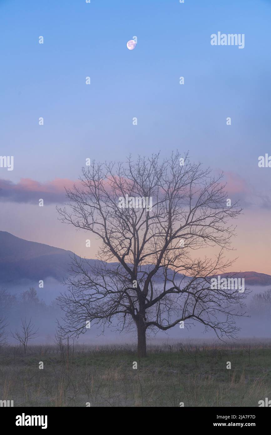 Misty morning with setting moon in Cades Cove Stock Photo