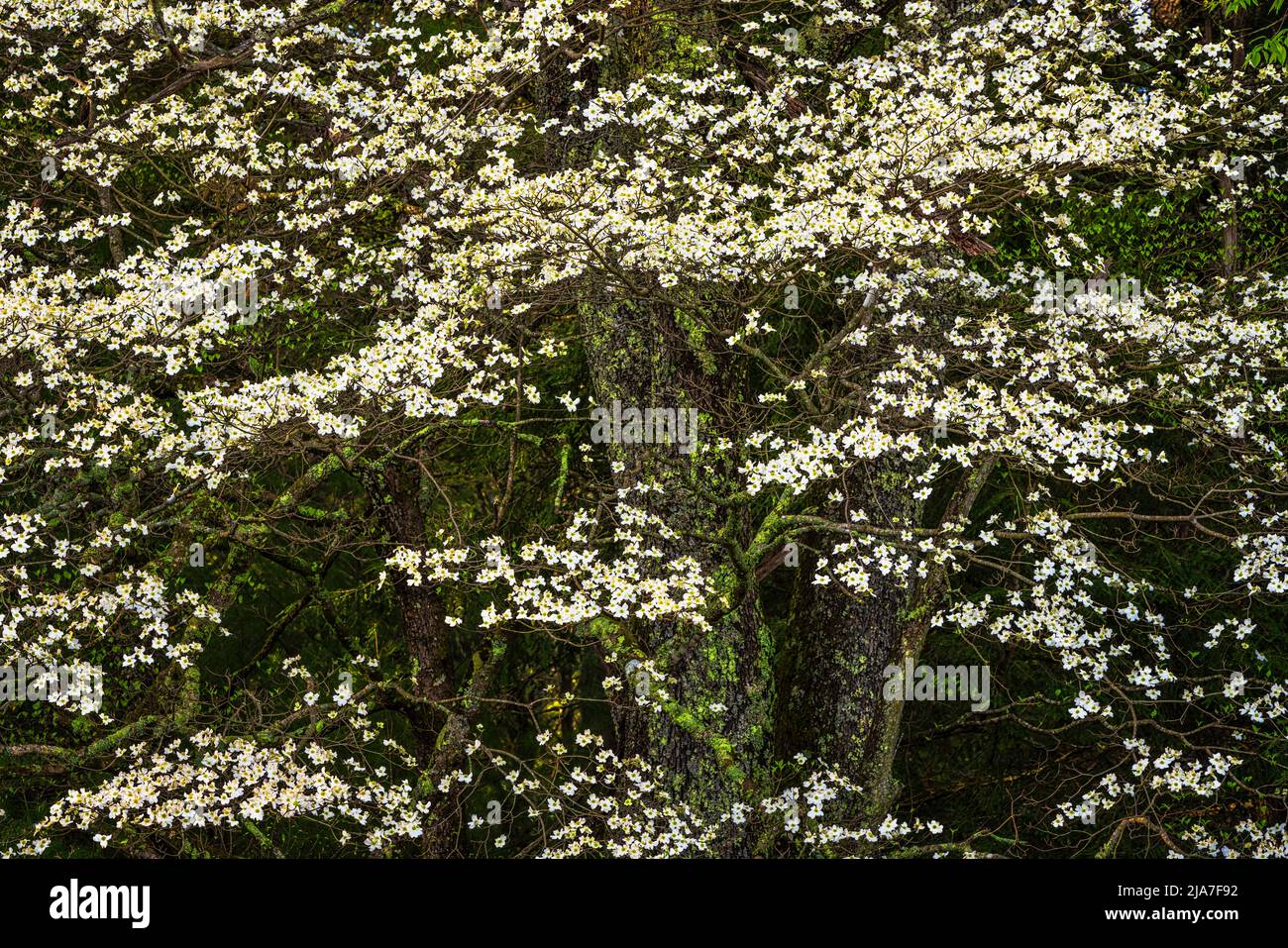 Spring Dogwoods in Great Smoky Mountain National Park Stock Photo