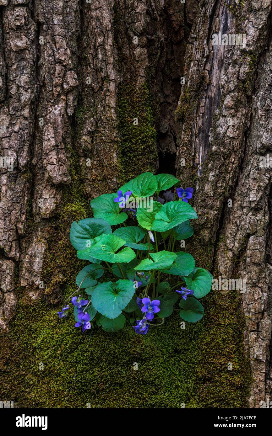 Common blue violet (Viola sororia) grows in the crook of a moss covered tree along the road leading into the Tremont Section of Great Smoky Mountains Stock Photo