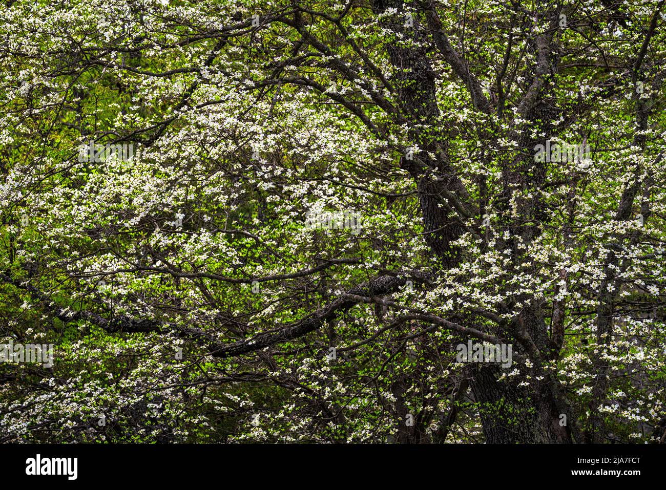 Spring Dogwoods in Great Smoky Mountain National Park Stock Photo
