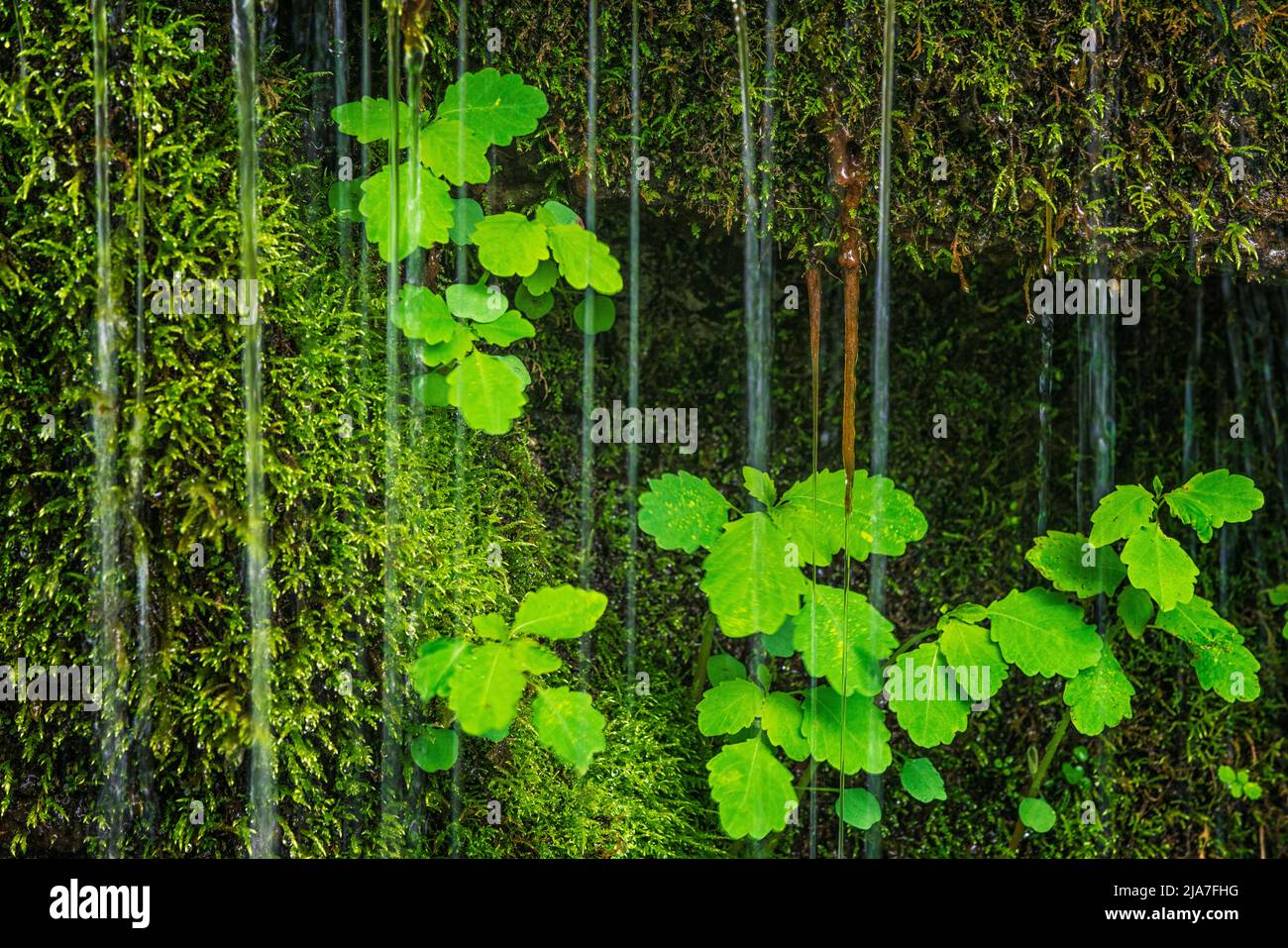 Water rivulets flow over moss and green foliage Stock Photo - Alamy