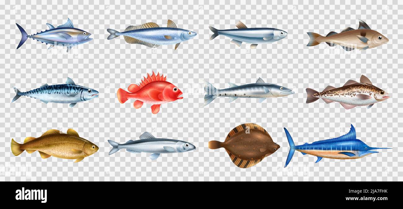 Sea fish realistic transparent set with different species symbols isolated vector illustration Stock Vector