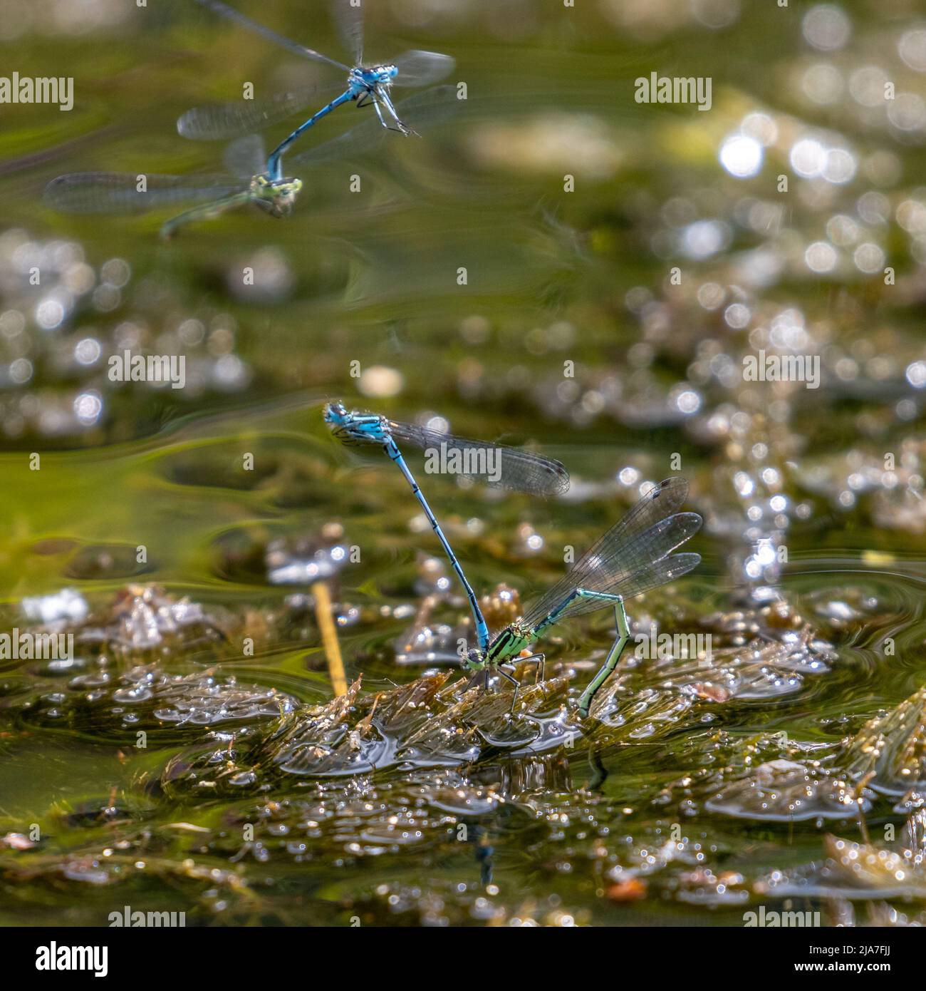 UK wildlife - 28 May 2022: Two pairs of azure damselflies (Coenagrion puella) laying eggs (ovipositing) with the males leading and protecting the females in a shallow pond, Otley, West Yorkshire, England Credit: Rebecca Cole/Alamy Live News Stock Photo